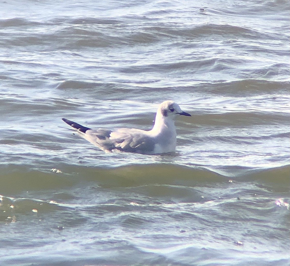 Bonaparte's Gull - ML612206257