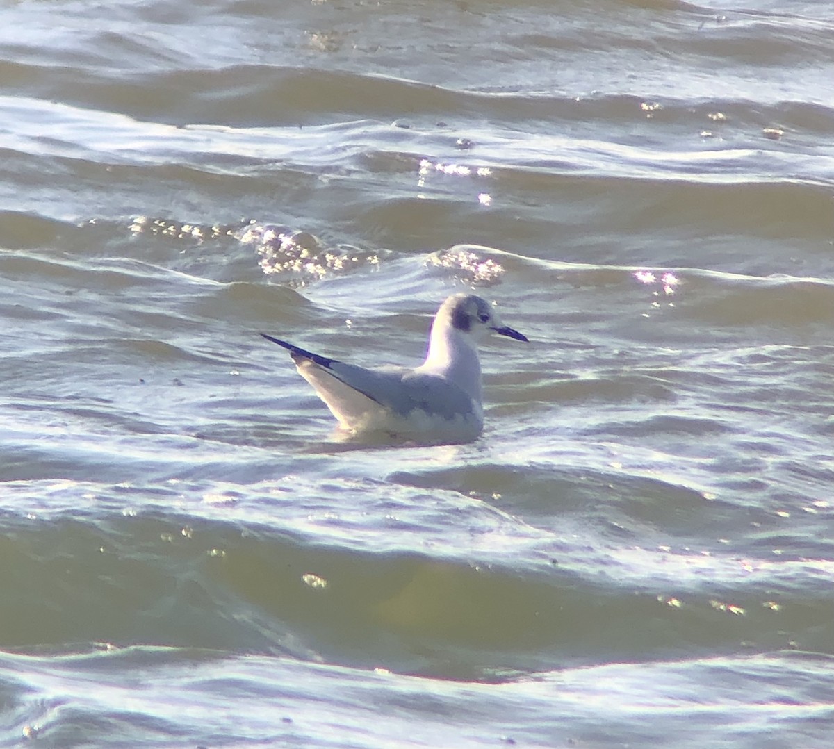 Bonaparte's Gull - ML612206258