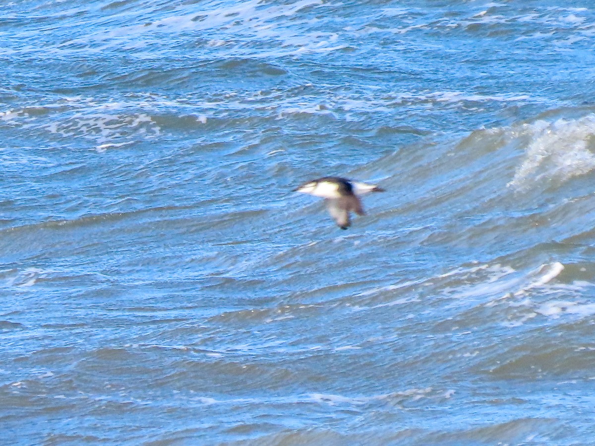 Common Murre - Jake Chute