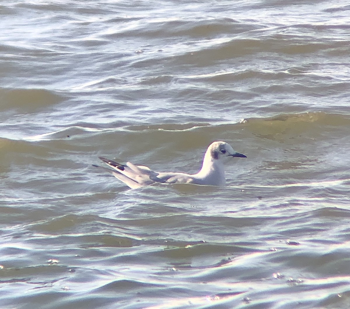 Bonaparte's Gull - ML612206280