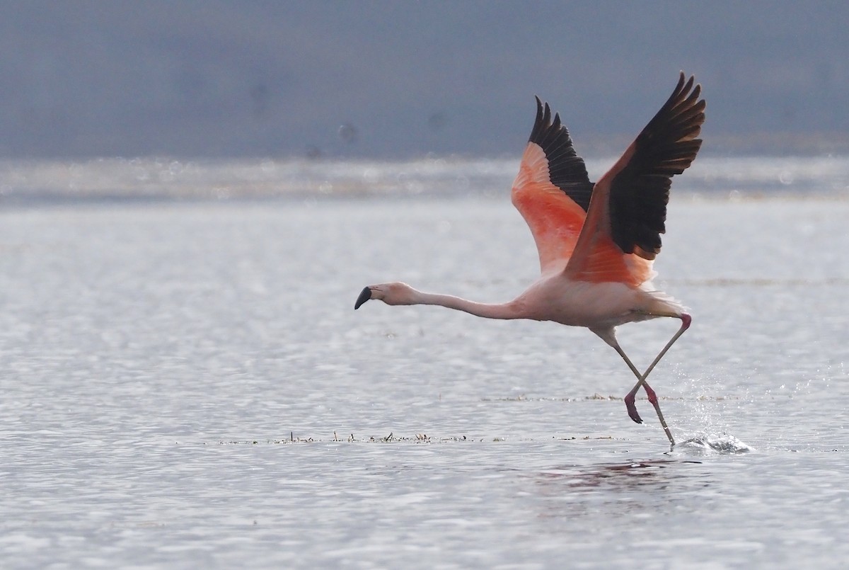 Chilean Flamingo - ML612206289