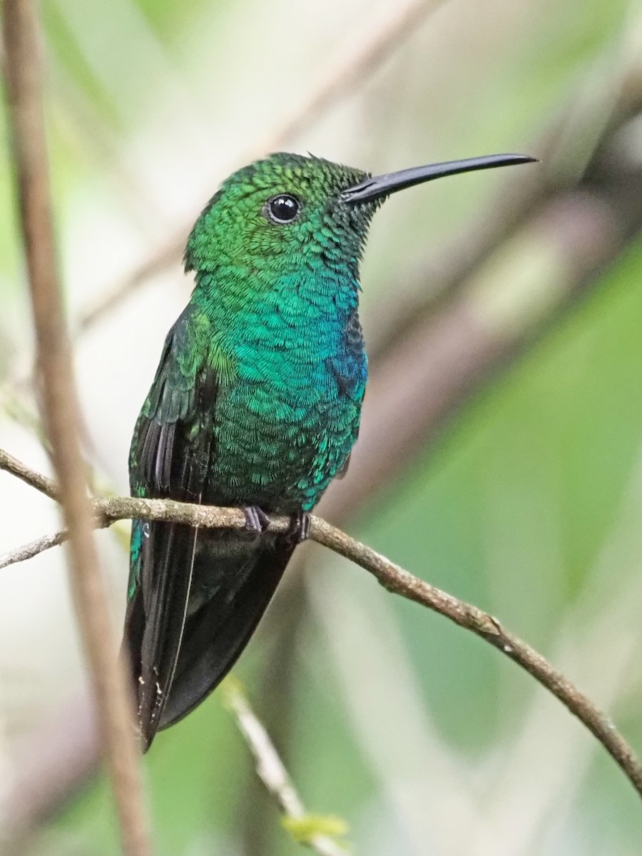 kolibřík smaragdový - ML612206308