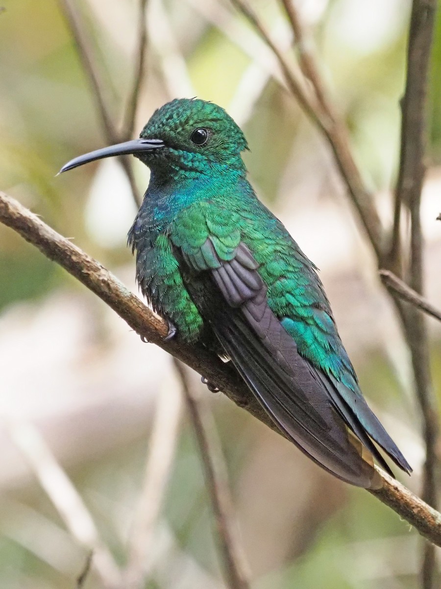 kolibřík smaragdový - ML612206309