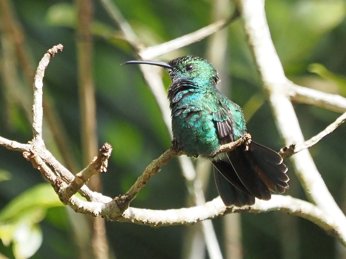 kolibřík smaragdový - ML612206311