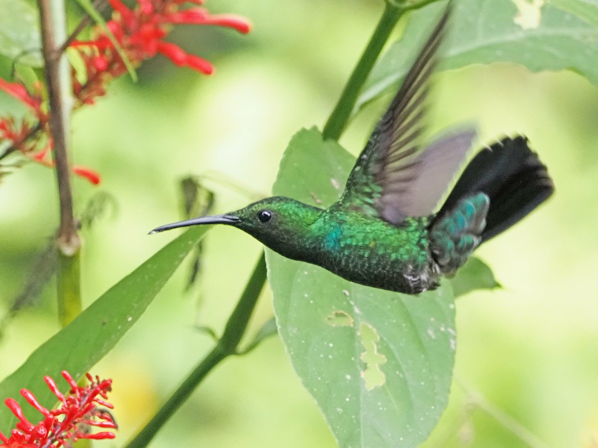 kolibřík smaragdový - ML612206312