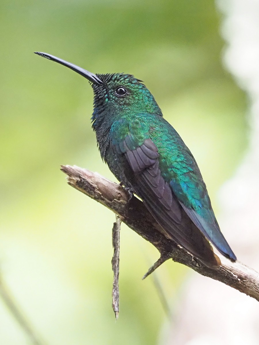 kolibřík smaragdový - ML612206313