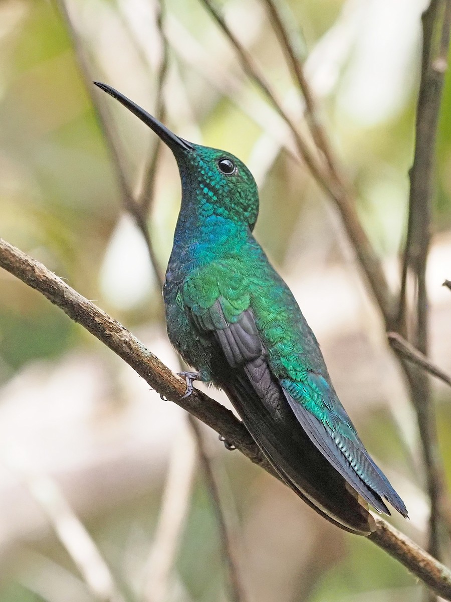 kolibřík smaragdový - ML612206314