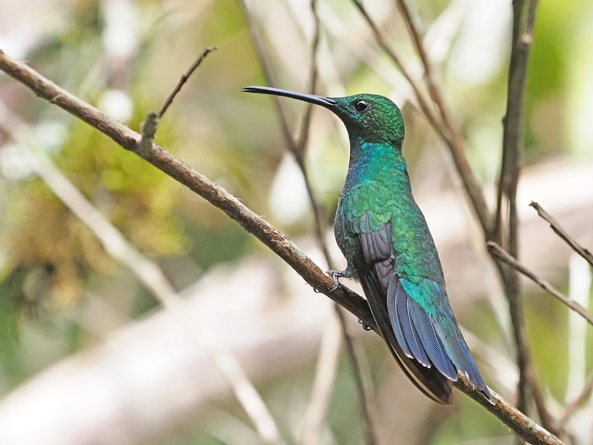 kolibřík smaragdový - ML612206315