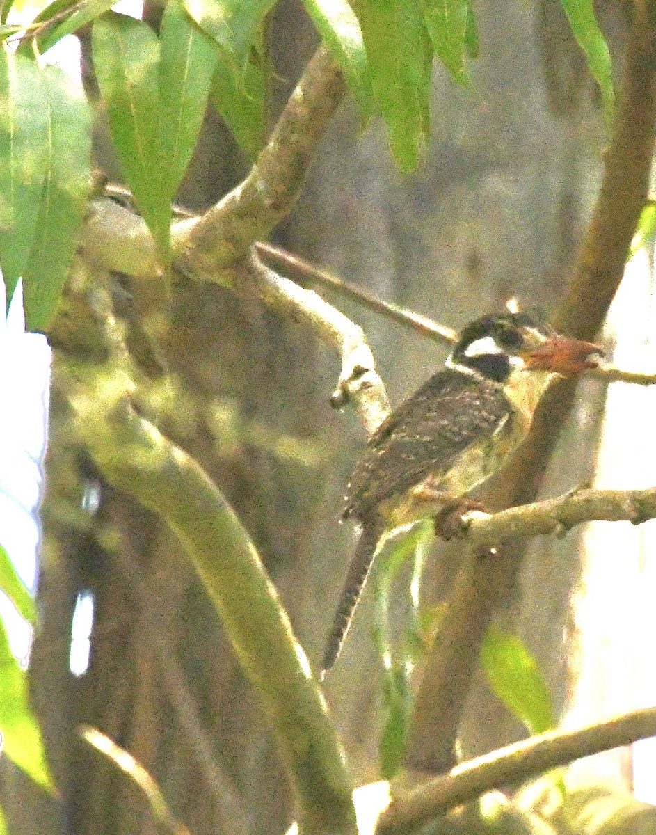 White-eared Puffbird - ML612206360