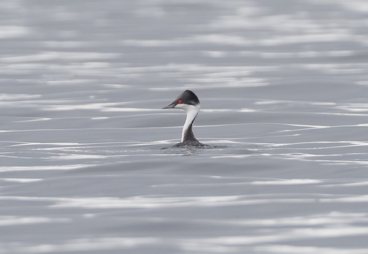 Junin Grebe - Stephan Lorenz