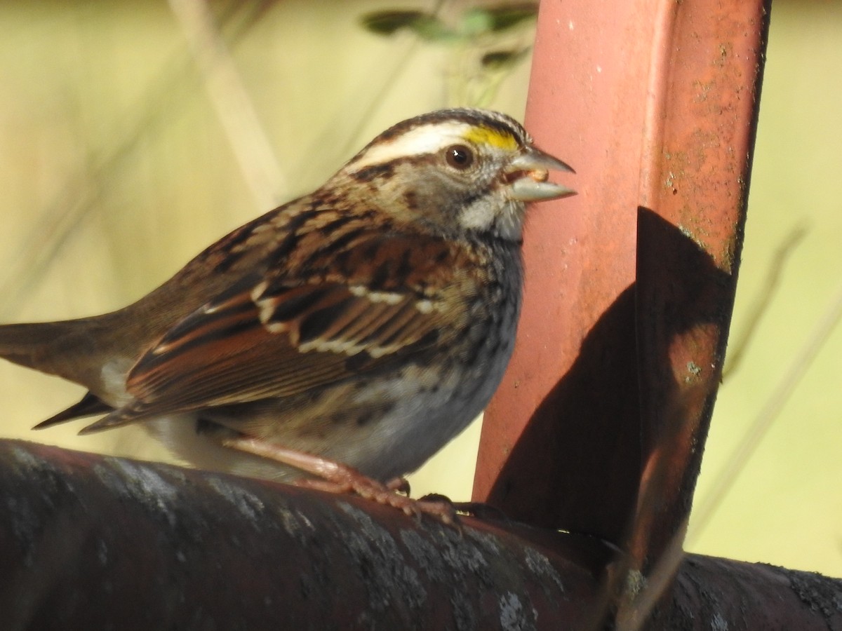 White-throated Sparrow - ML612206395