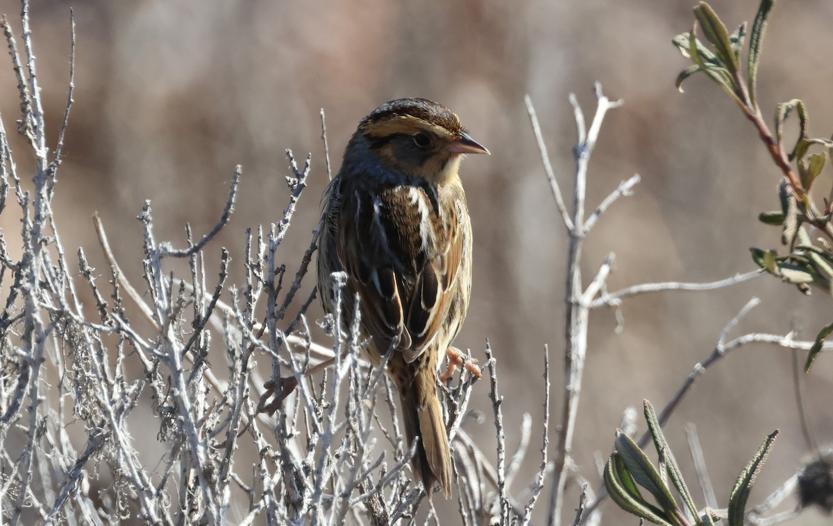 Nelson's Sparrow (Interior) - ML612206416