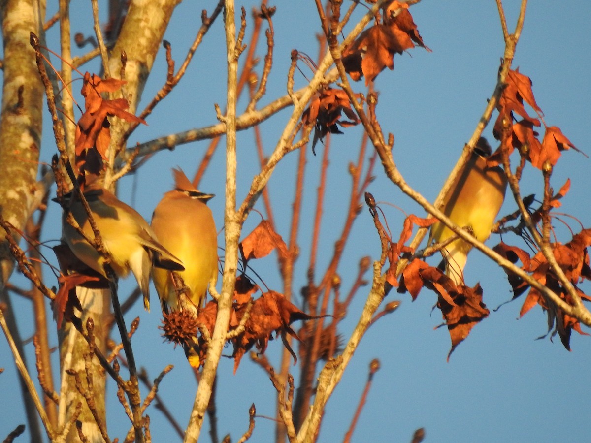 Cedar Waxwing - ML612206418