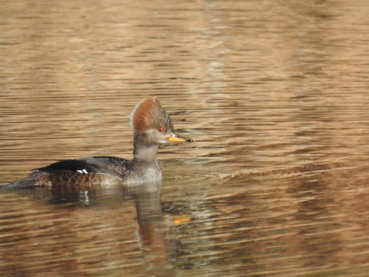 Hooded Merganser - ML612206460