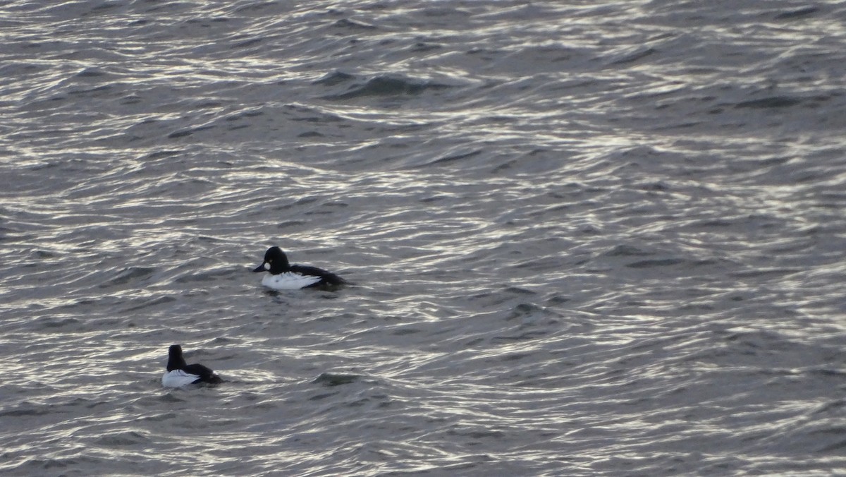 Common Goldeneye - ML612206467