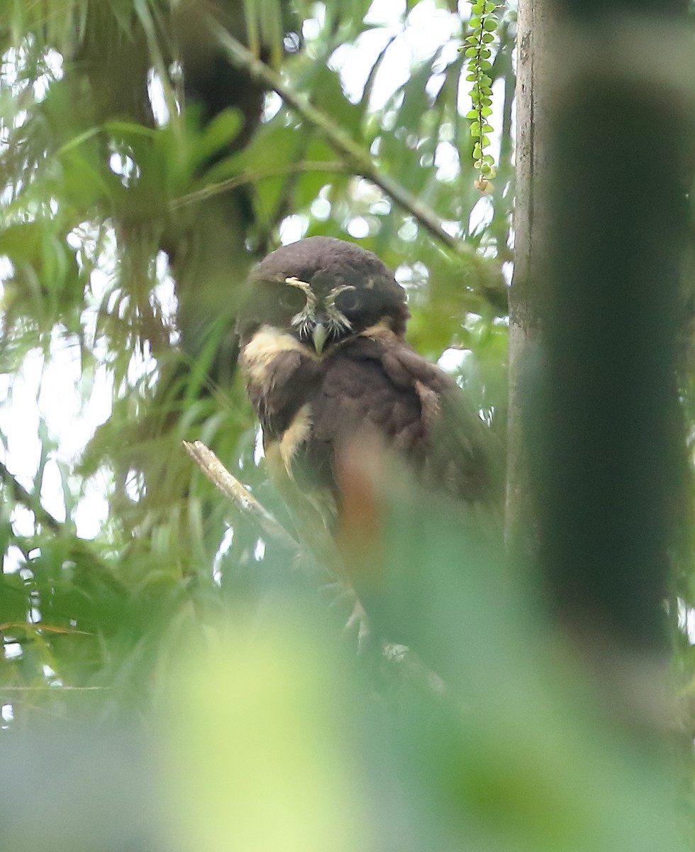 Spectacled Owl - ML612206488