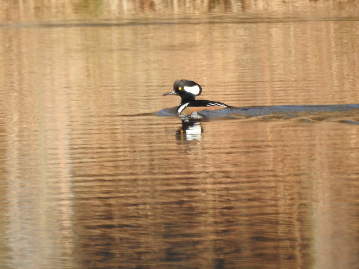 Hooded Merganser - ML612206514