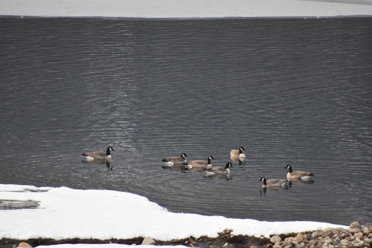 Canada Goose - ML612206518