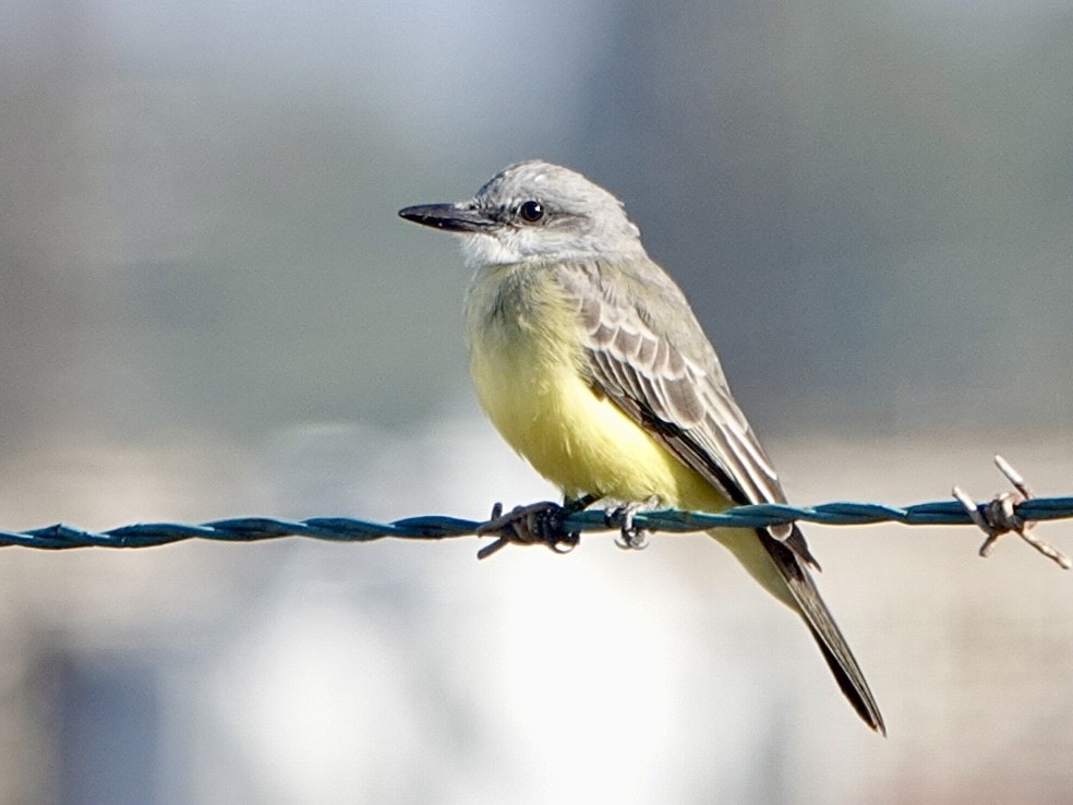 Tropical Kingbird - ML612206527