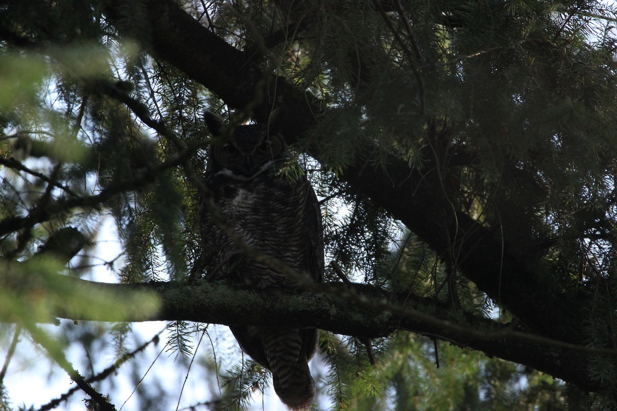 Great Horned Owl - ML612206546