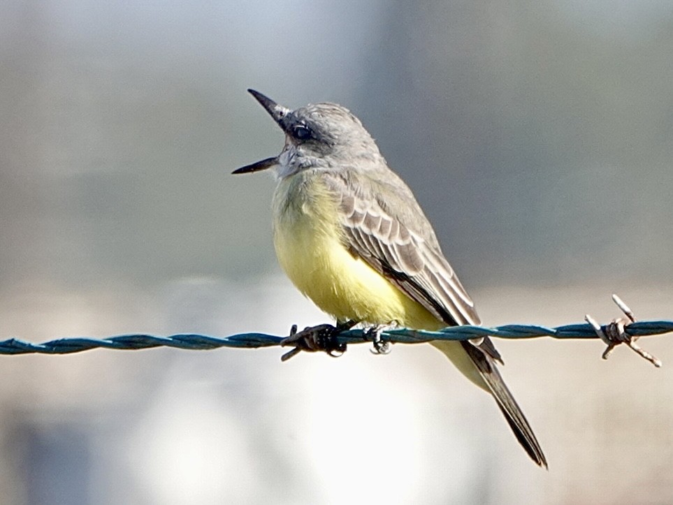 Tropical Kingbird - ML612206551