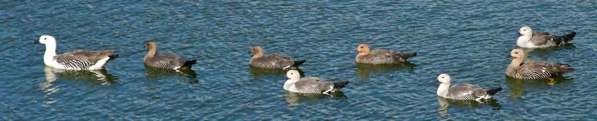 Upland Goose (White-breasted) - ML612206567