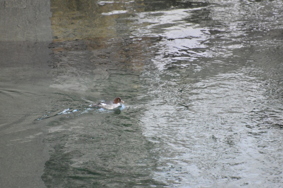 Common/Barrow's Goldeneye - ML612206575