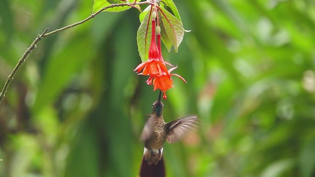kolibřík dřišťálový - ML612206581
