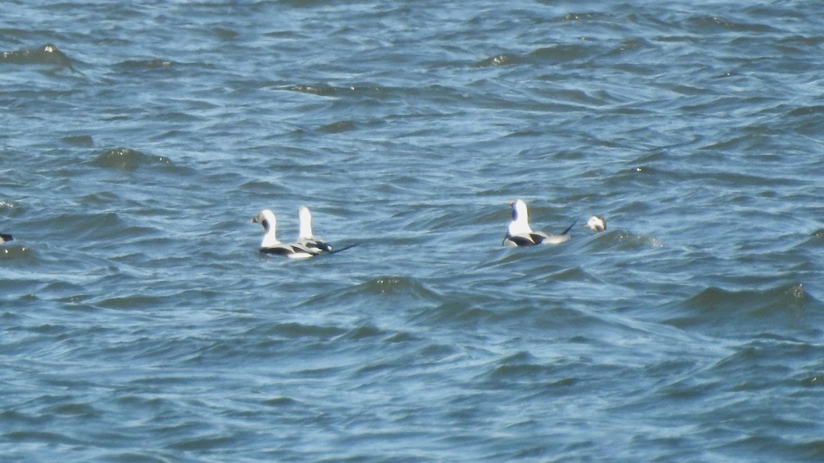 Long-tailed Duck - ML612206603