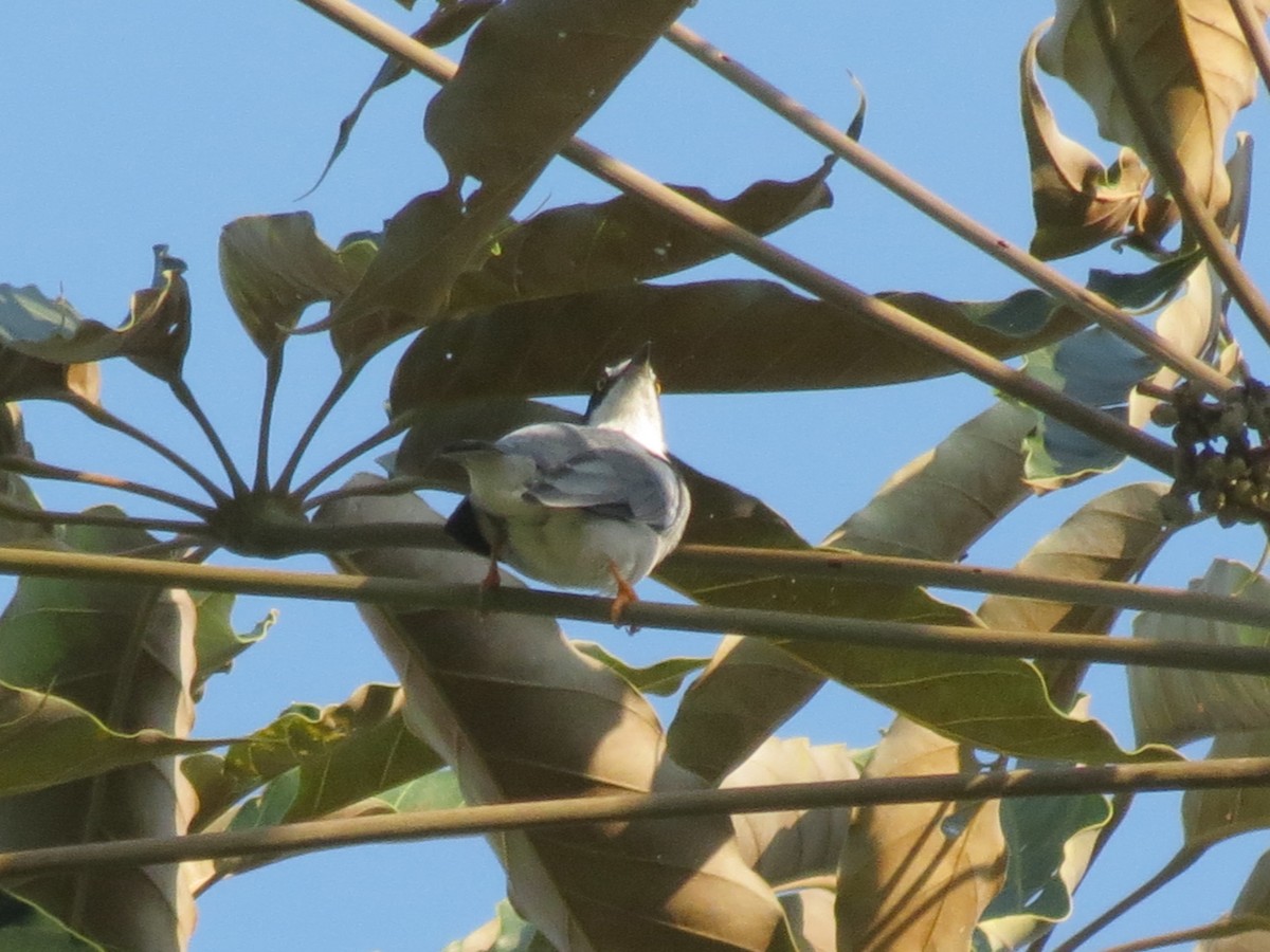 Hooded Tanager - Alberto Jose Navas Espinoza