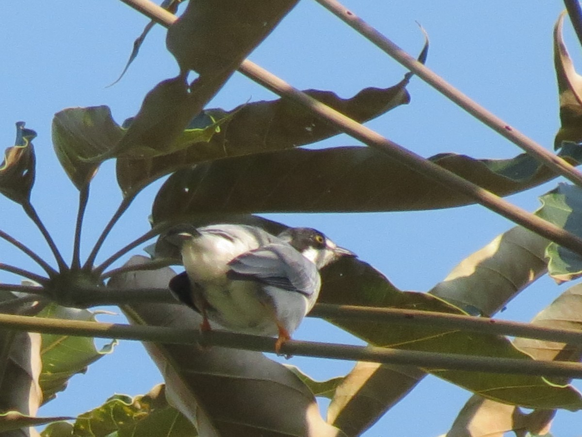 Hooded Tanager - ML612206678