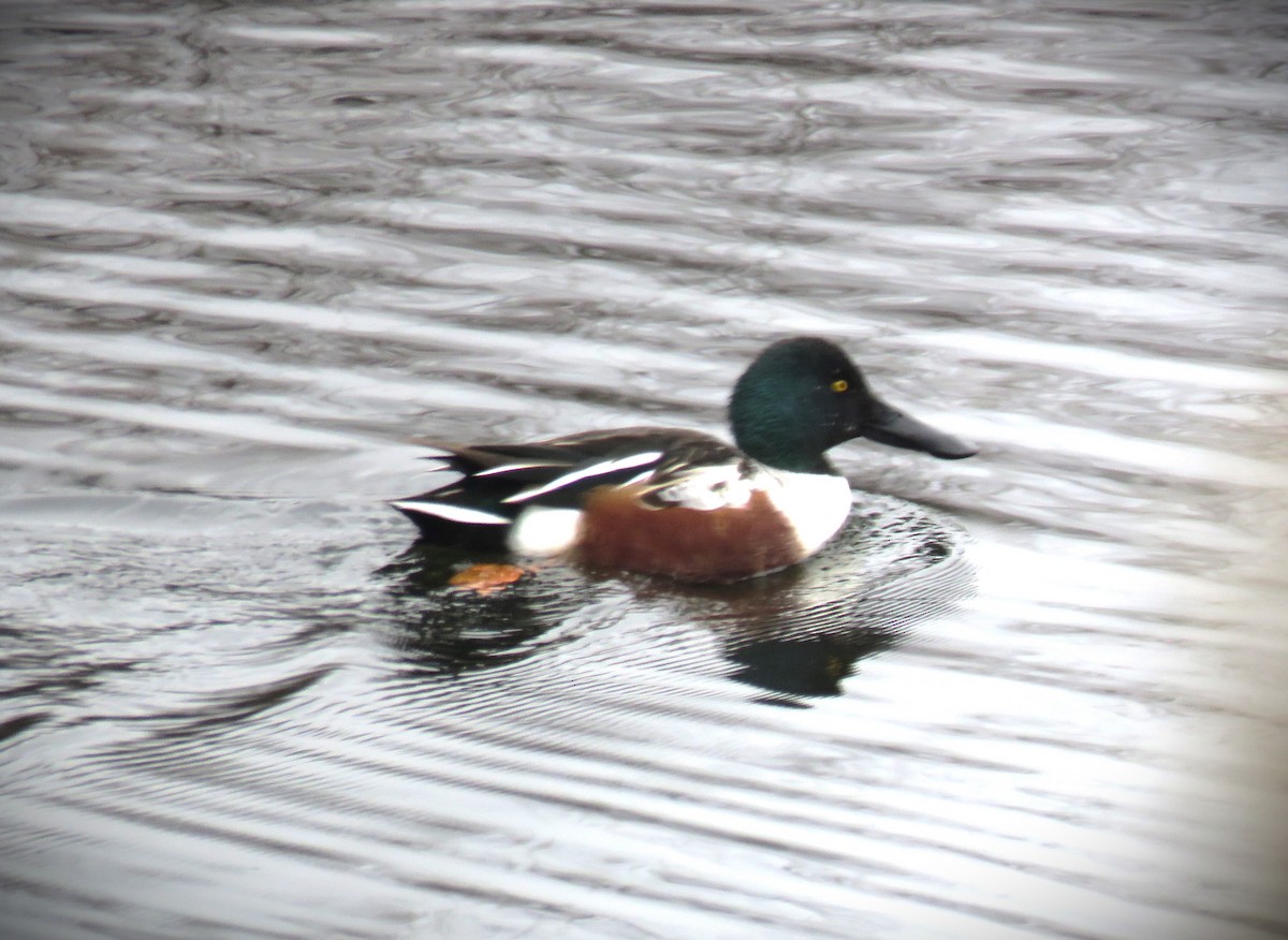 Northern Shoveler - ML612206726