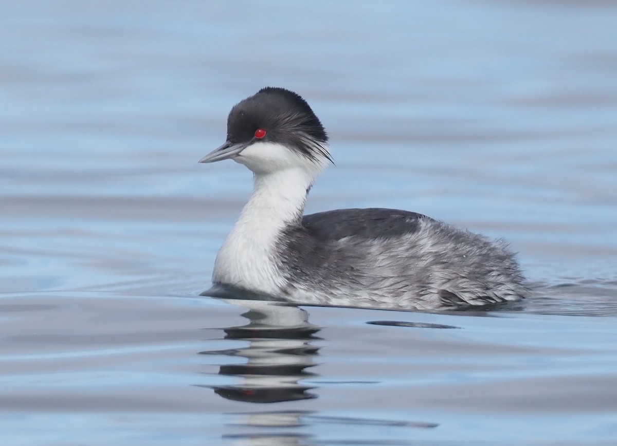 Junin Grebe - ML612206743