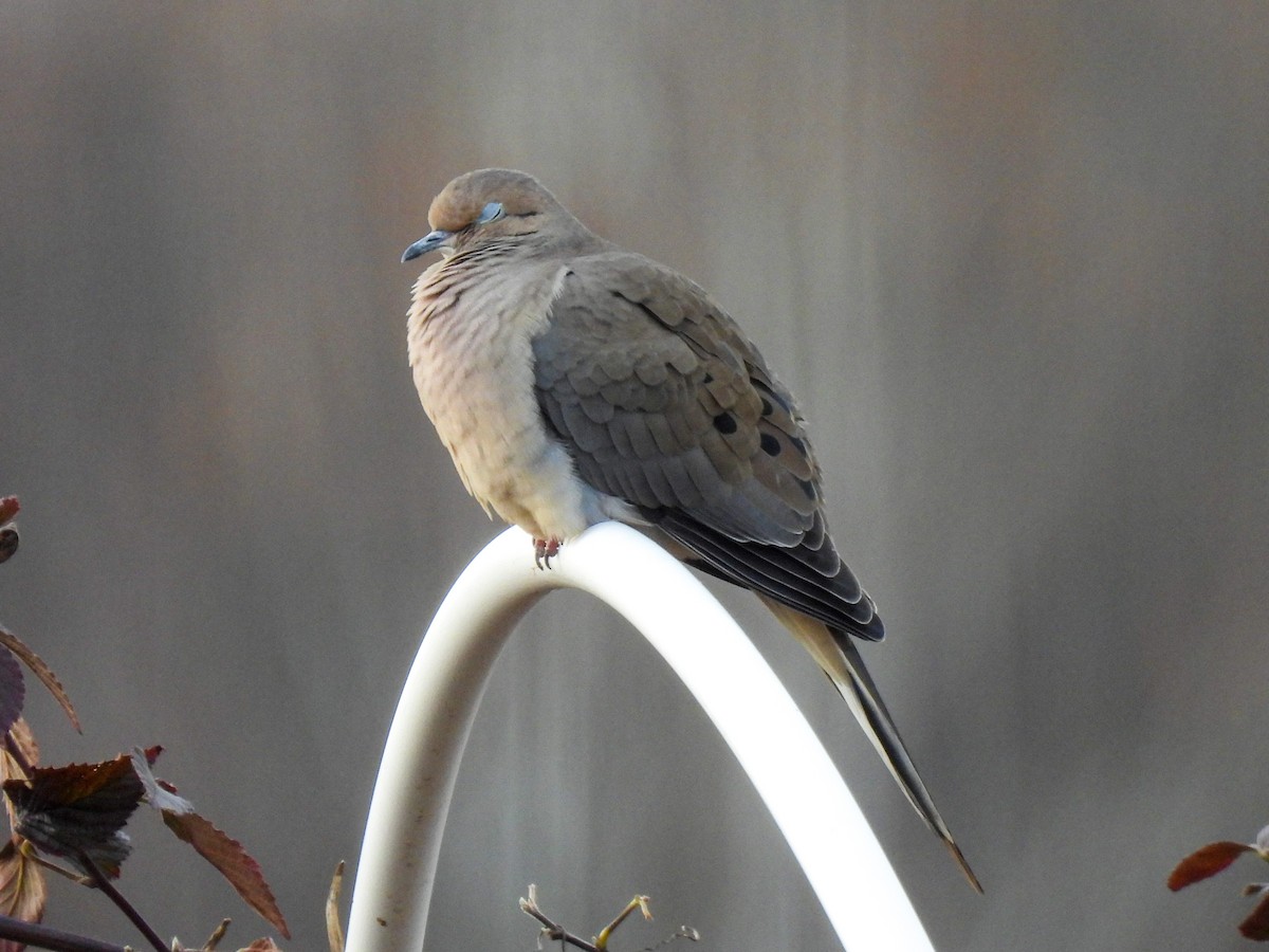 Mourning Dove - ML612206771