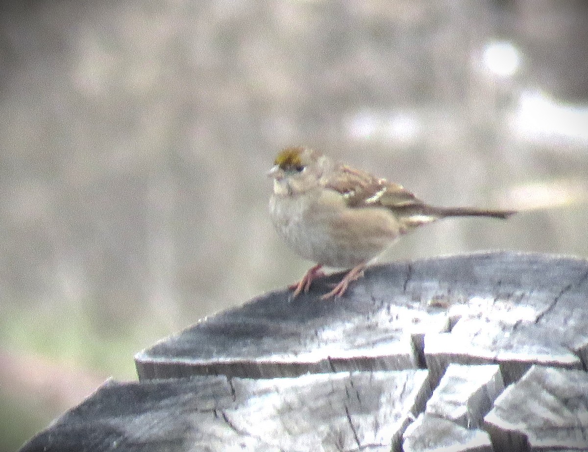 Golden-crowned Sparrow - ML612206802