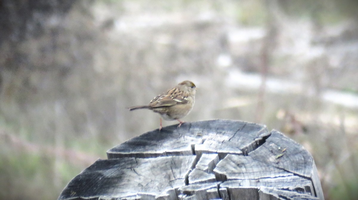 Golden-crowned Sparrow - ML612206809