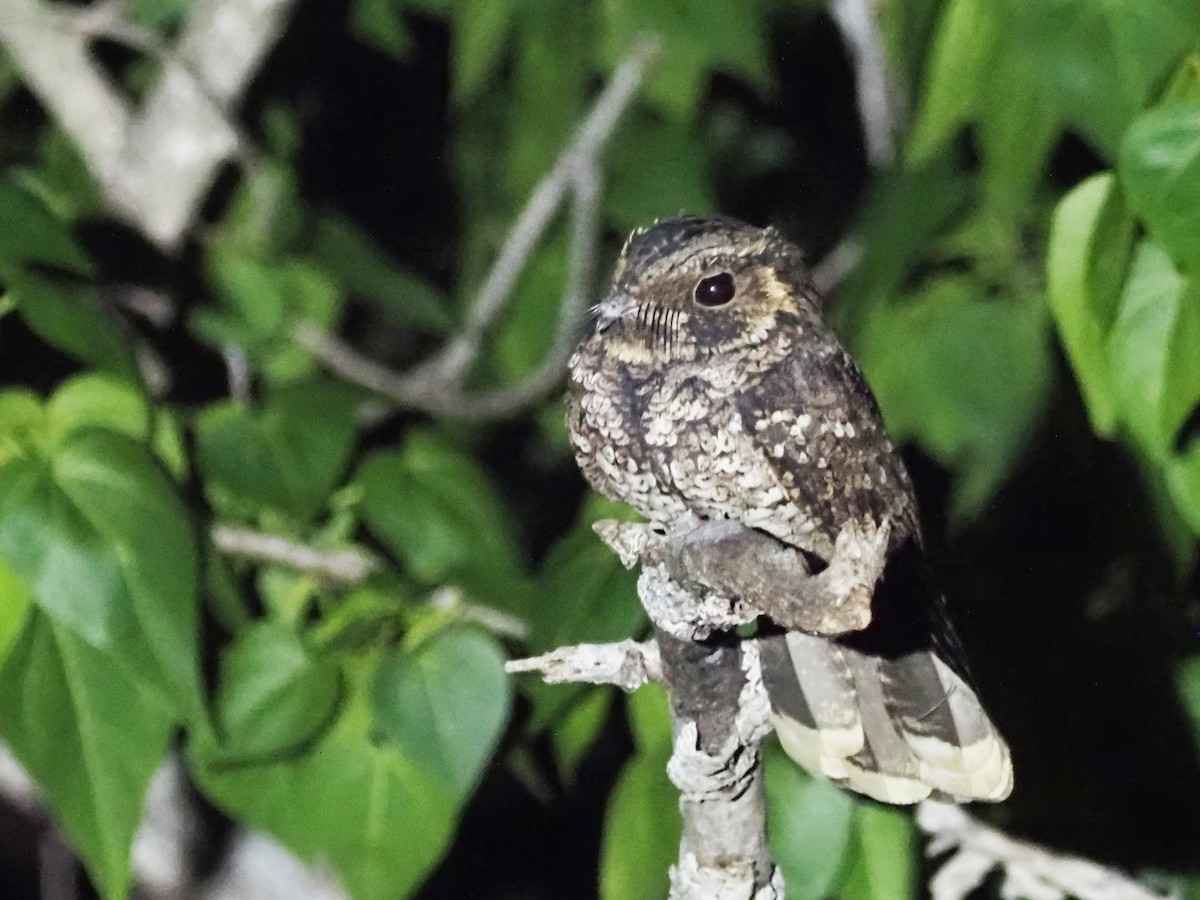 Puerto Rican Nightjar - Luc and Therese Jacobs