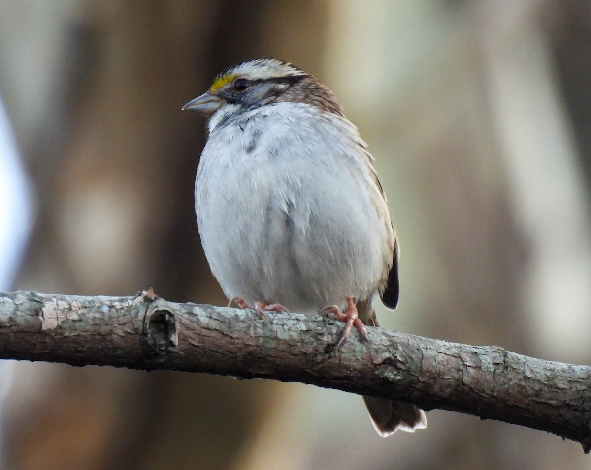 White-throated Sparrow - Sophie Dismukes