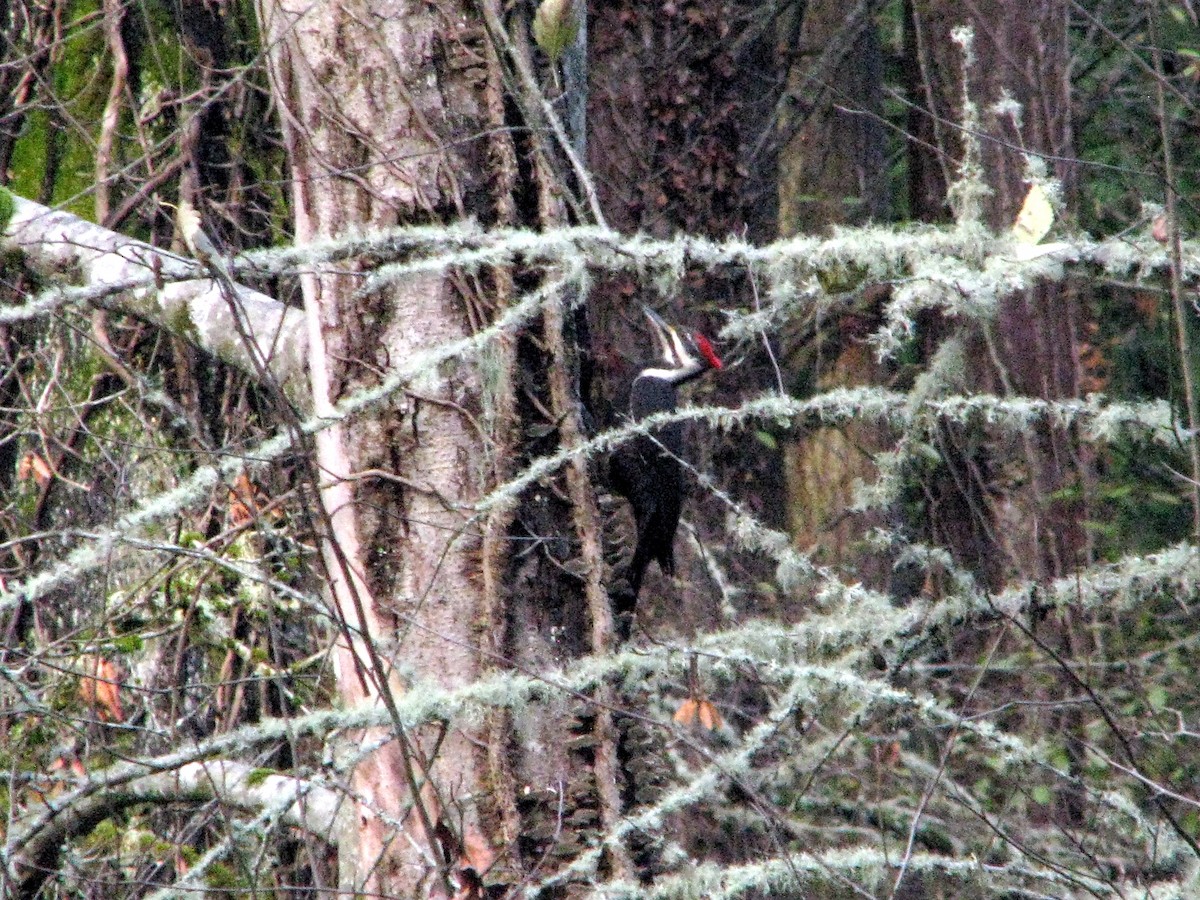 Pileated Woodpecker - V. Lohr