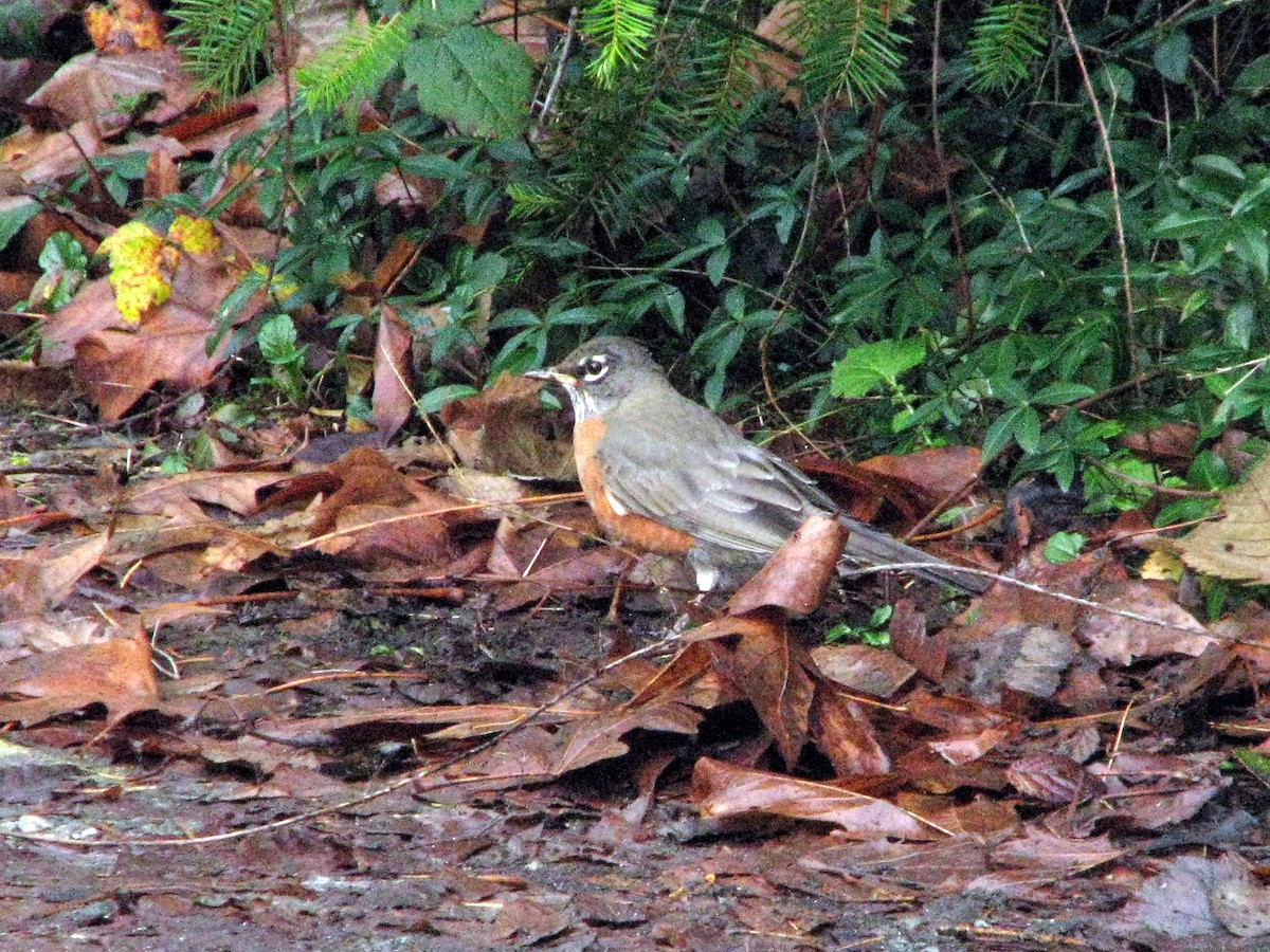 American Robin - ML612206976