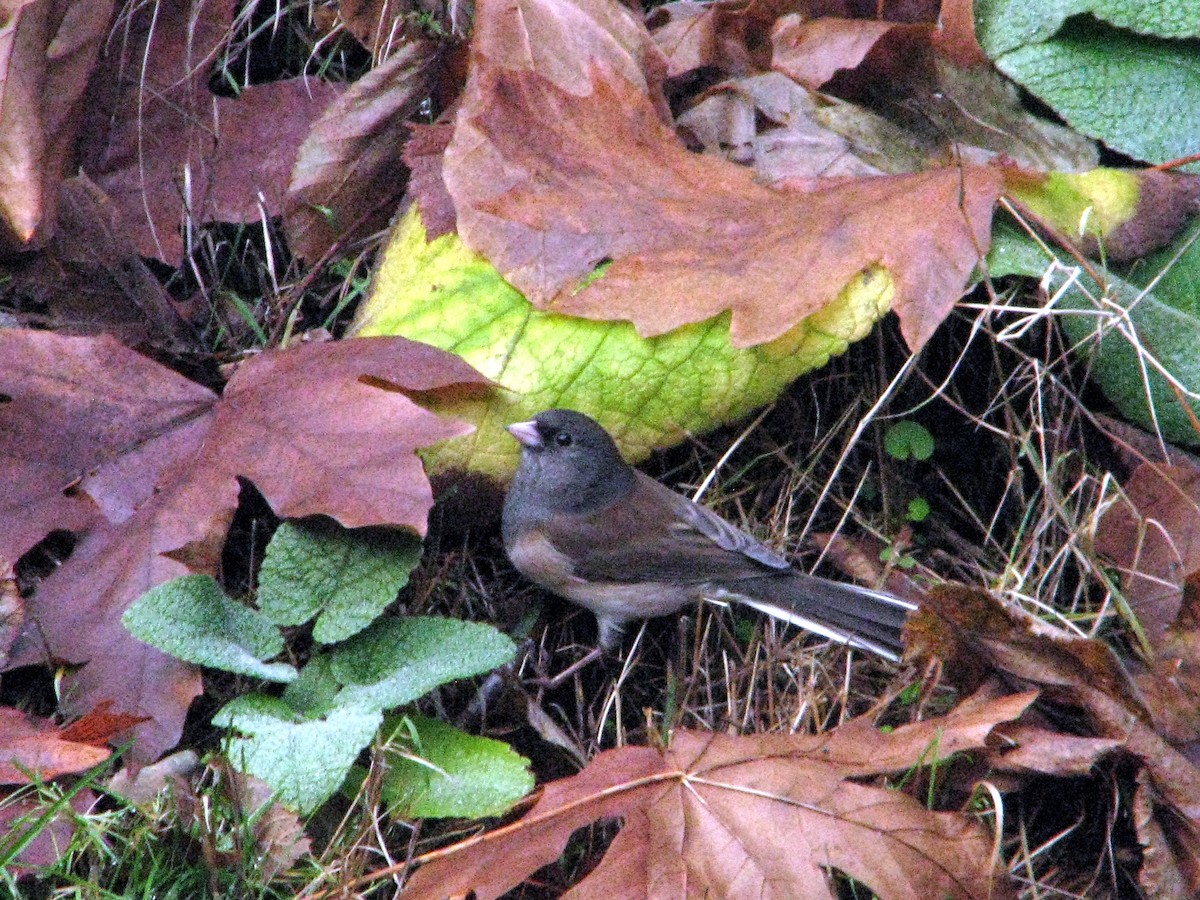 Dark-eyed Junco - V. Lohr