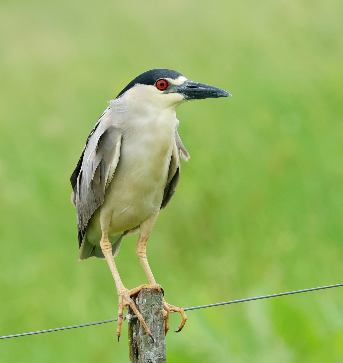 Black-crowned Night Heron - ML612206984