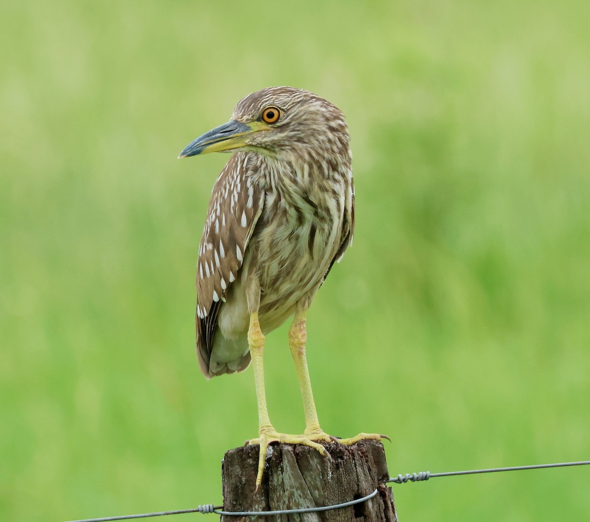 Black-crowned Night Heron - ML612206985