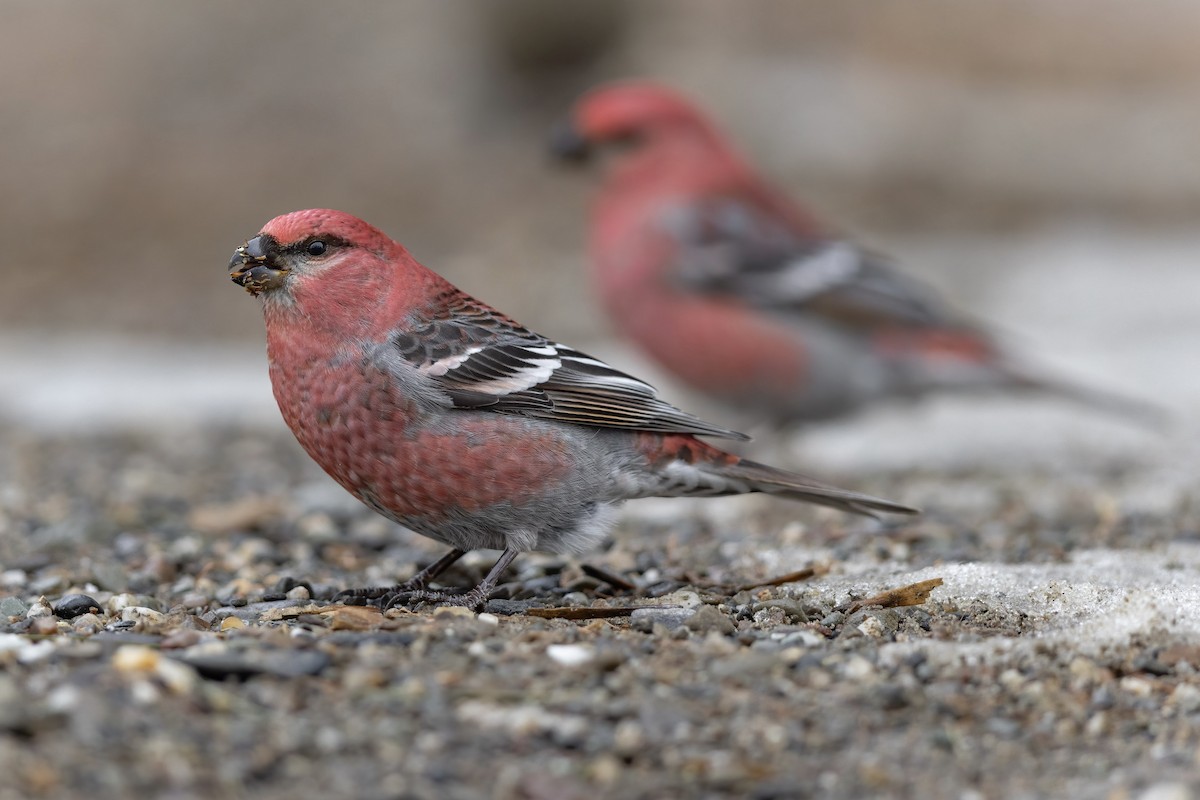 Pine Grosbeak - ML612207002