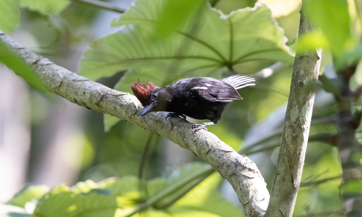 Glossy Antshrike - ML612207025