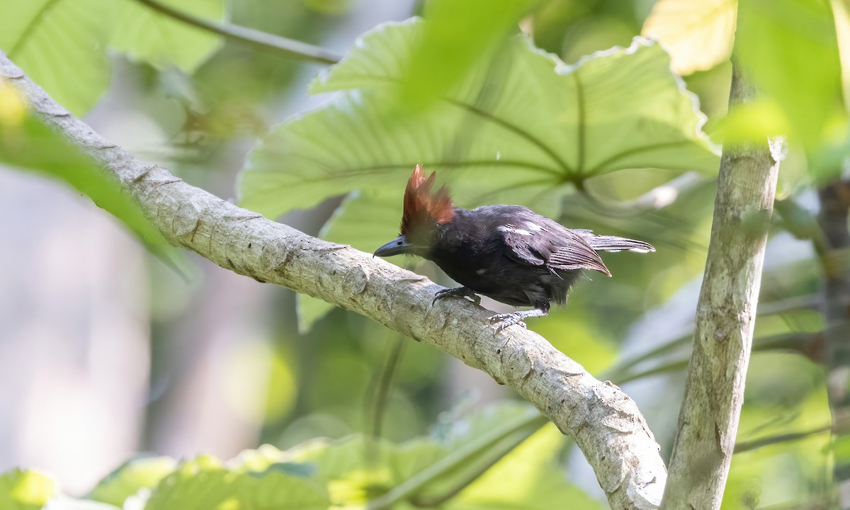 Glossy Antshrike - Paul Fenwick