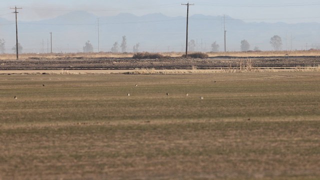 Chorlito Llanero - ML612207059