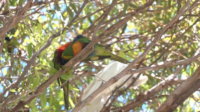 Rainbow Lorikeet - ML612207060