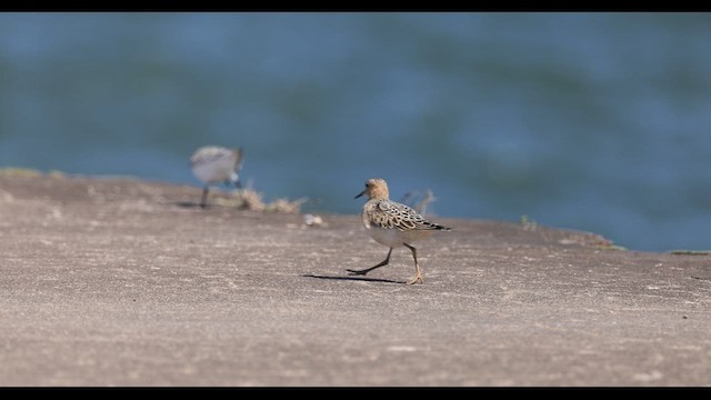 Buff-breasted Sandpiper - ML612207063