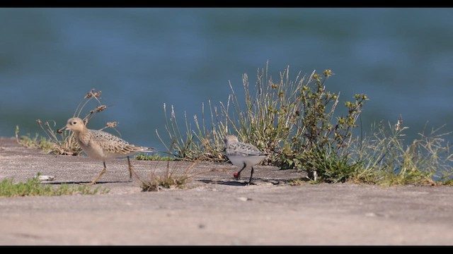 Buff-breasted Sandpiper - ML612207065